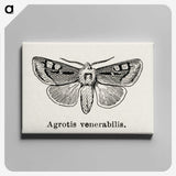 1-88_Moths-and-Butterflies-of-the-United-States_canvas