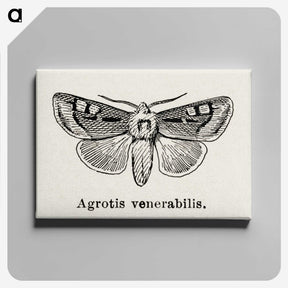1-88_Moths-and-Butterflies-of-the-United-States_canvas
