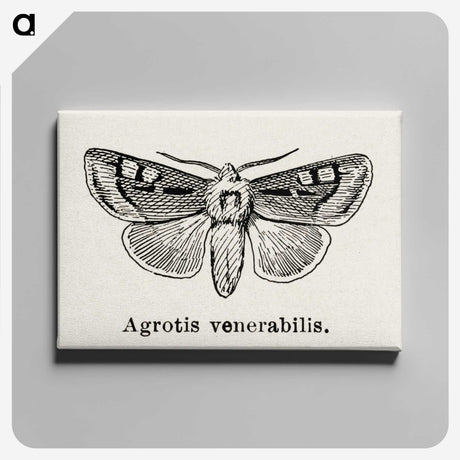 1-88_Moths-and-Butterflies-of-the-United-States_canvas