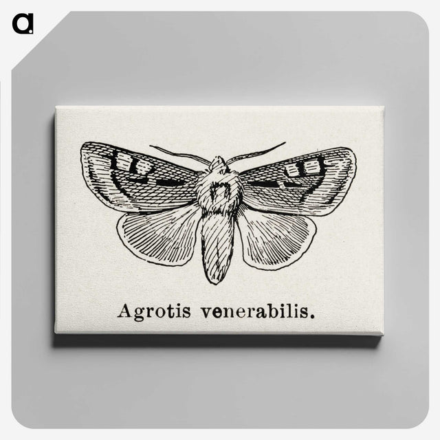 1-88_Moths-and-Butterflies-of-the-United-States_canvas