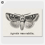 1-88_Moths-and-Butterflies-of-the-United-States_picture-crop