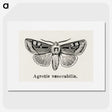 1-88_Moths-and-Butterflies-of-the-United-States_picture