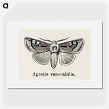 1-88_Moths-and-Butterflies-of-the-United-States_picture