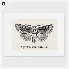 1-88_Moths-and-Butterflies-of-the-United-States_picture