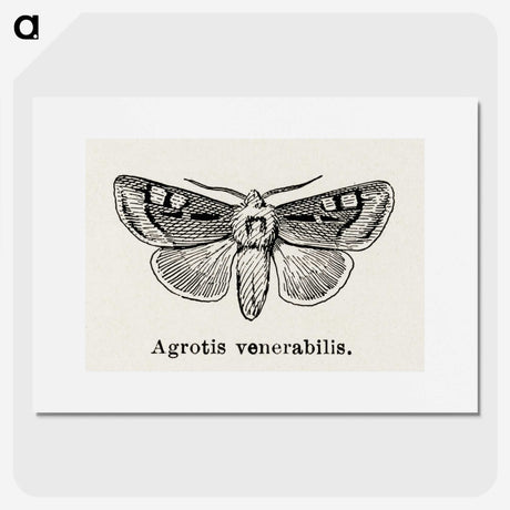 1-88_Moths-and-Butterflies-of-the-United-States_picture