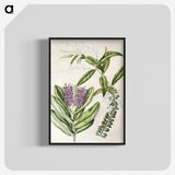 1-88_Native-Flowering-Plants-of-New-Zealand_blk-crop