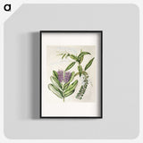 1-88_Native-Flowering-Plants-of-New-Zealand_blk