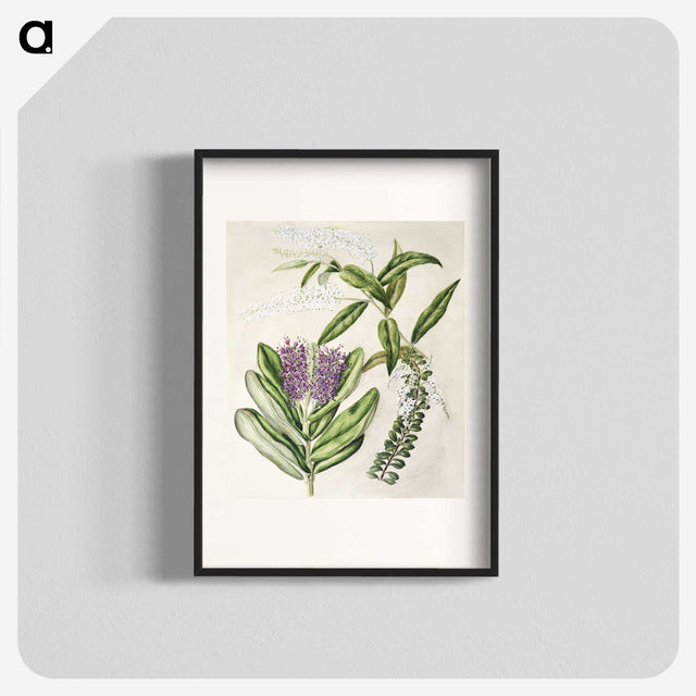 1-88_Native-Flowering-Plants-of-New-Zealand_blk