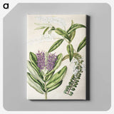 1-88_Native-Flowering-Plants-of-New-Zealand_canvas