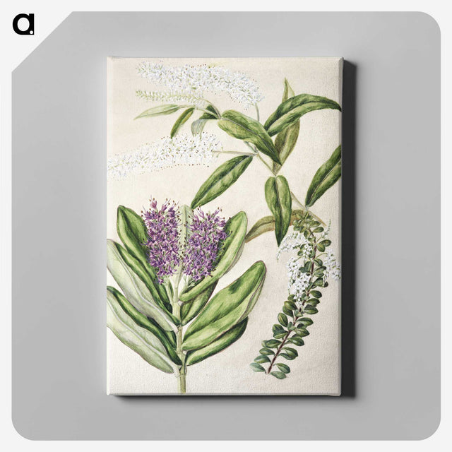 1-88_Native-Flowering-Plants-of-New-Zealand_canvas
