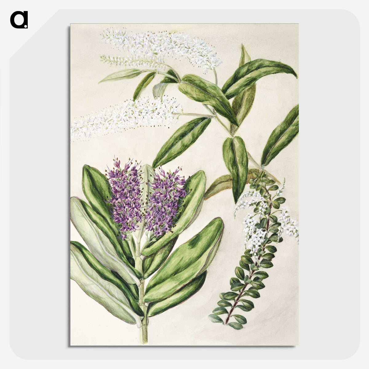 1-88_Native-Flowering-Plants-of-New-Zealand_picture-crop