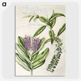 1-88_Native-Flowering-Plants-of-New-Zealand_picture-crop