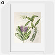 1-88_Native-Flowering-Plants-of-New-Zealand_picture
