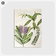 1-88_Native-Flowering-Plants-of-New-Zealand_postcard