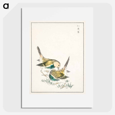 アートポスター-Japanese Great Tit
 - 鳥類図鑑 Poster.