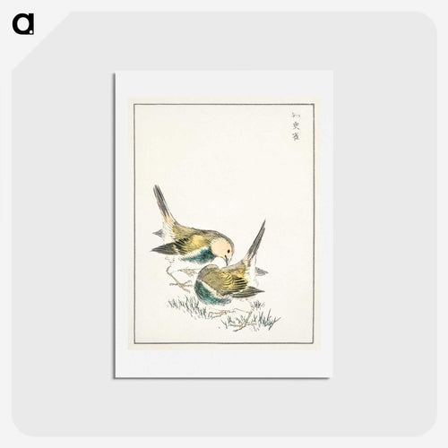 シジュウカラ - 鳥類図鑑 Postcard.