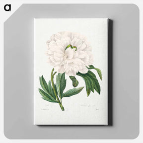 アートパネル-Peony - ピエール ジョゼフ ルドゥーテ Canvas.