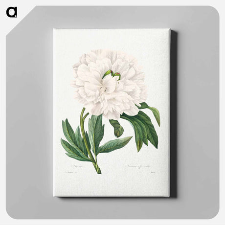 アートパネル-Peony - ピエール ジョゼフ ルドゥーテ Canvas.