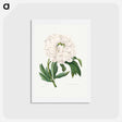 アートポストカード-Peony - ピエール ジョゼフ ルドゥーテ Postcard.