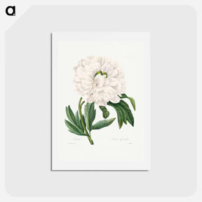 アートポストカード-Peony - ピエール ジョゼフ ルドゥーテ Postcard.