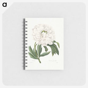 1-88_Pierre-Joseph-Redoute_memo
