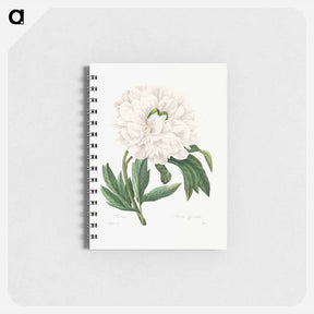 アートメモ帳-Peony - ピエール ジョゼフ ルドゥーテ Memo.