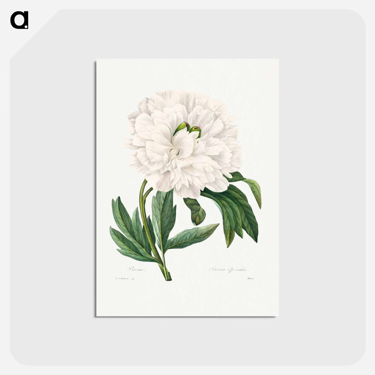 アートポストカード-Peony - ピエール ジョゼフ ルドゥーテ Postcard.