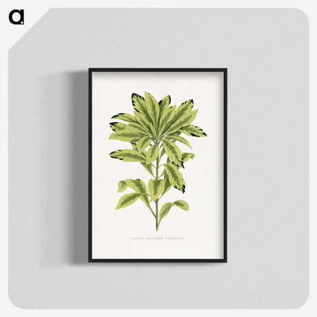 1-88_Plants-with-Colored-Foliage_blk-crop