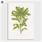1-88_Plants-with-Colored-Foliage_picture-crop