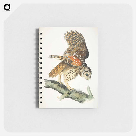 アートメモ帳-Plat from Birds of America
 - アメリカの鳥たち Memo.