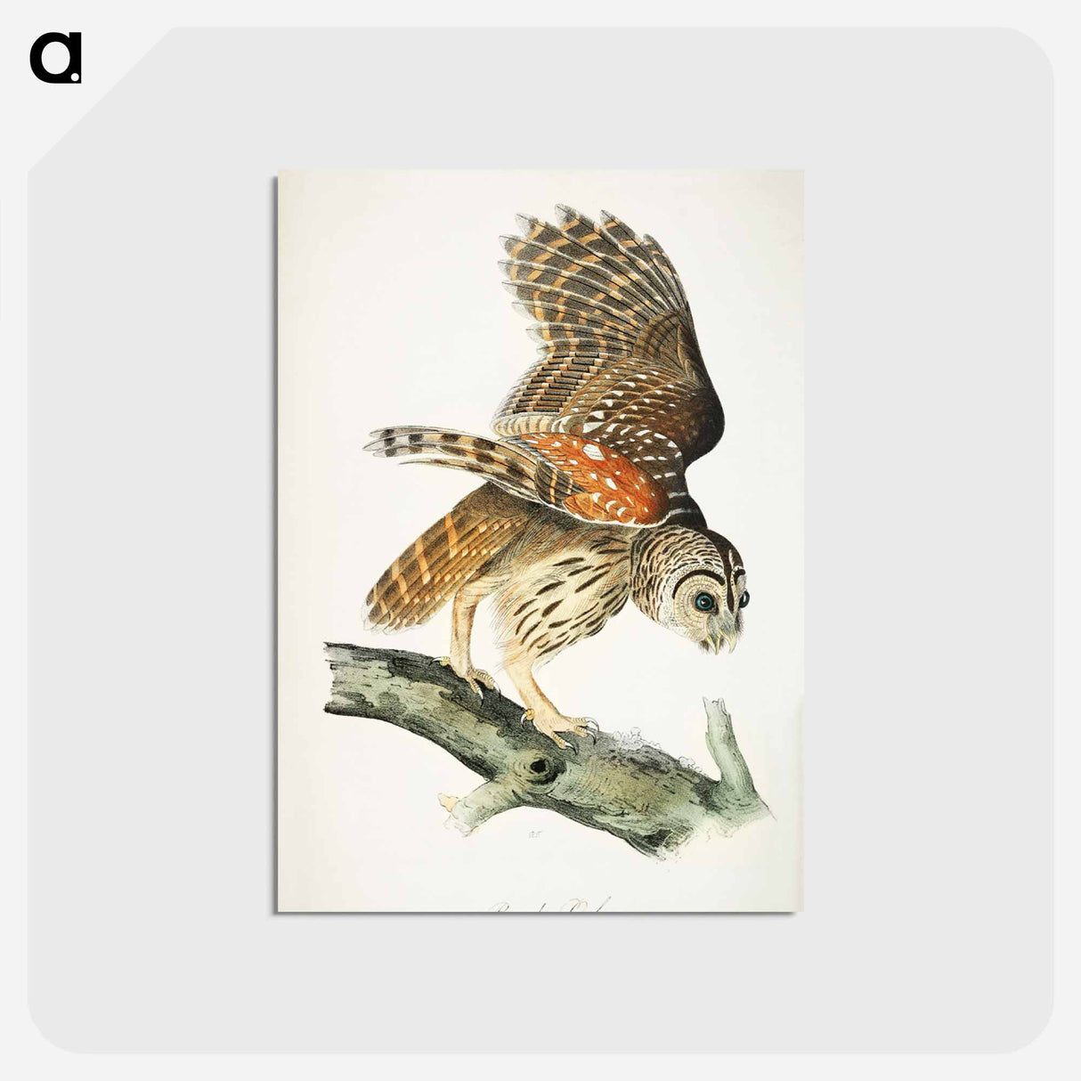 アートポストカード-Plat from Birds of America
 - アメリカの鳥たち Postcard.