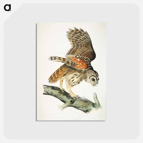 アートポストカード-Plat from Birds of America
 - アメリカの鳥たち Postcard.