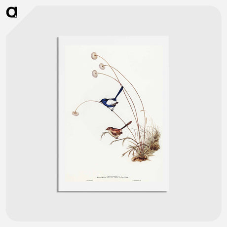アートポストカード-White-winged Wren
 - オーストラリアの鳥 Postcard.
