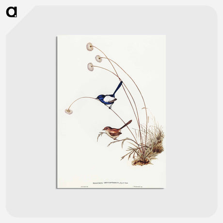 アートポストカード-White-winged Wren
 - オーストラリアの鳥 Postcard.