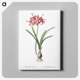 1-88_The-Lilies_canvas