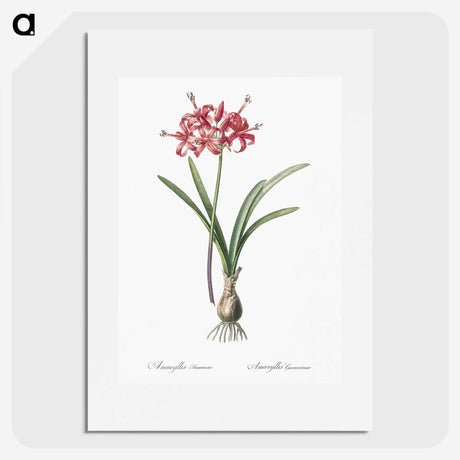 1-88_The-Lilies_picture