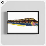 1-88_The-Natural-History-of-British-Fishes_blk-crop
