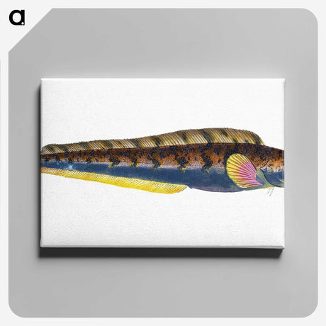 1-88_The-Natural-History-of-British-Fishes_canvas