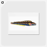 1-88_The-Natural-History-of-British-Fishes_hagaki