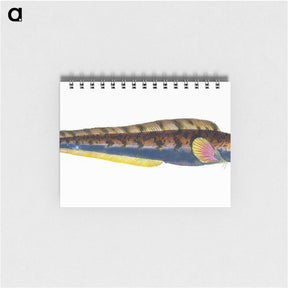 1-88_The-Natural-History-of-British-Fishes_memo