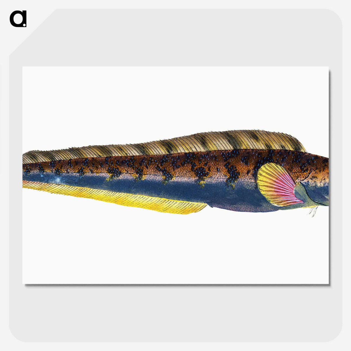 1-88_The-Natural-History-of-British-Fishes_picture-crop