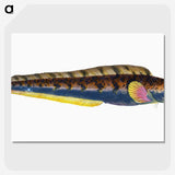 1-88_The-Natural-History-of-British-Fishes_picture-crop