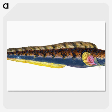 1-88_The-Natural-History-of-British-Fishes_picture-crop