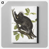 1-88_The-Viviparous-Quadrupeds_canvas