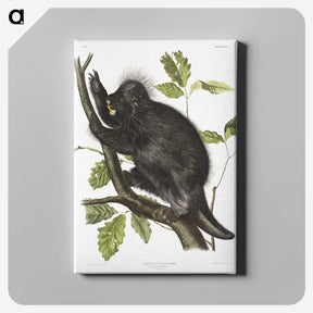 1-88_The-Viviparous-Quadrupeds_canvas