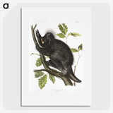 1-88_The-Viviparous-Quadrupeds_picture
