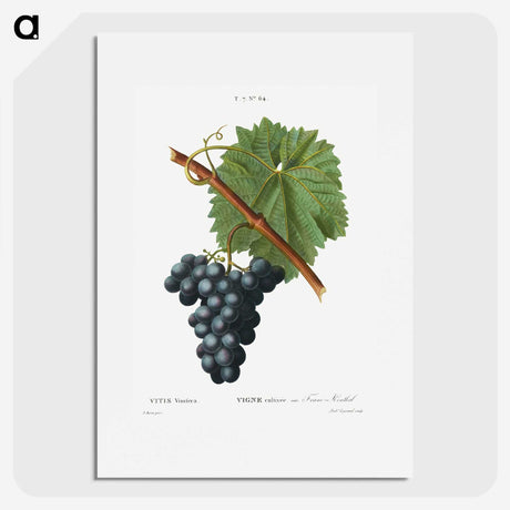 1-88_Treatise-on-Trees-and-Shrubs_picture