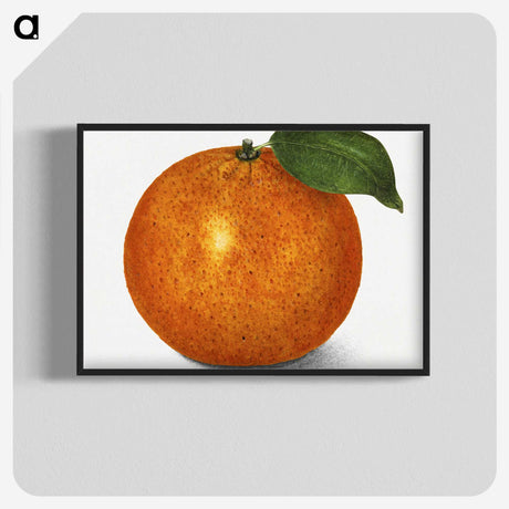1-88_USDA-Watercolor-Fruit-Painting-Collection_blk-crop