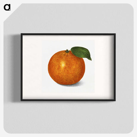1-88_USDA-Watercolor-Fruit-Painting-Collection_blk