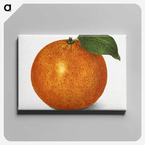 1-88_USDA-Watercolor-Fruit-Painting-Collection_canvas